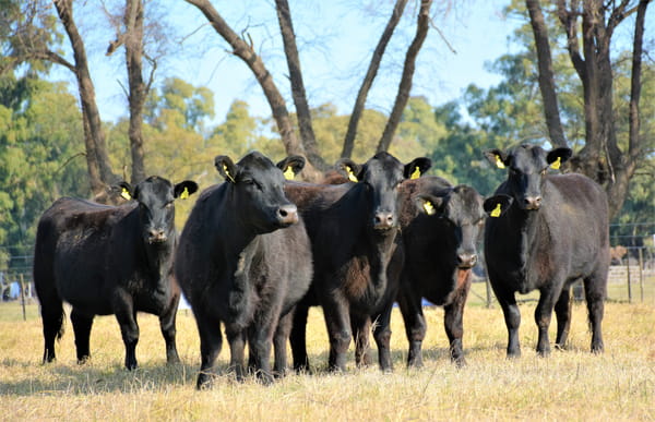 Lote "Cabaña ""Don Felix"" Vaquillonas PC"