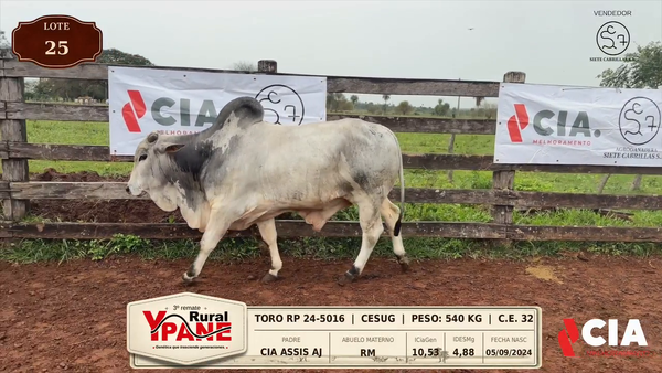 Lote Lote 25