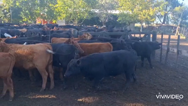 Lote 60 Terneros/as