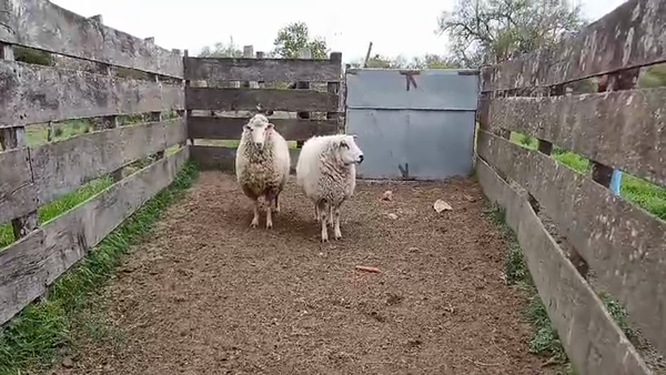 Lote 2 Carneros en PIEDRA CHATA