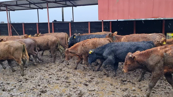 Lote 70 Ternero en Vilcún, IX Región Araucanía