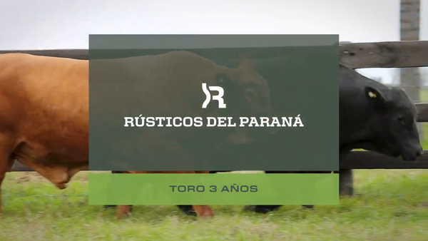 Lote Toros