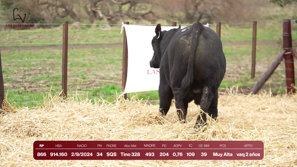 Lote Lote 5 Toros - RP 866