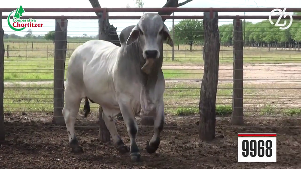 Lote Brahman