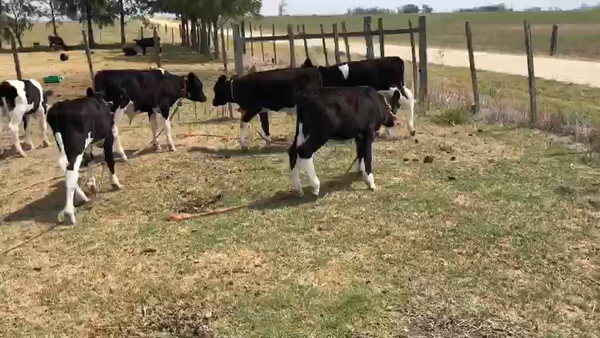 Lote 6 Terneros Holando en Rincon de la Torre