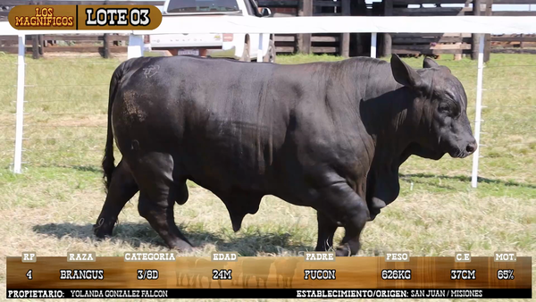 Lote LOTE 3 - VIVO