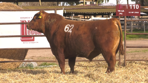 62 2964 — TOROS ANGUS COLORADOS  PC