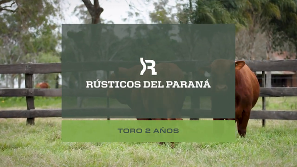 Lote Toros