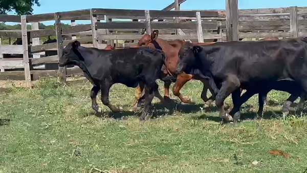 Lote 20 Terneros en Chaco, Colonias Unidas