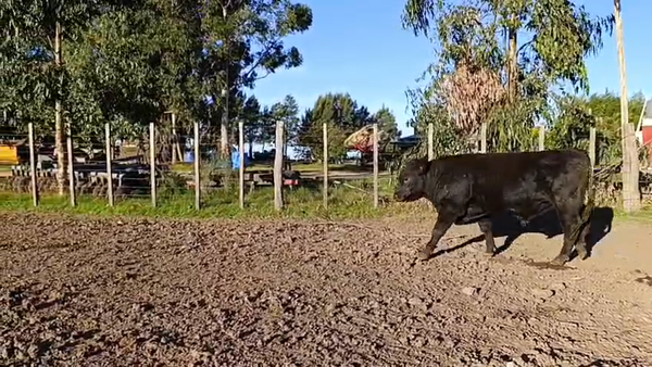 Lote 3 Toros PI / PO / PC Angus 400kg - , San José