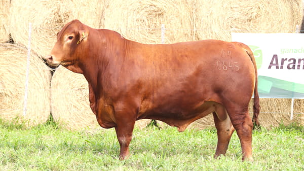 Lote LOTE 84