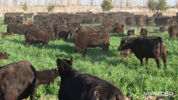 Lote 470 Vacas nuevas C/ cria
