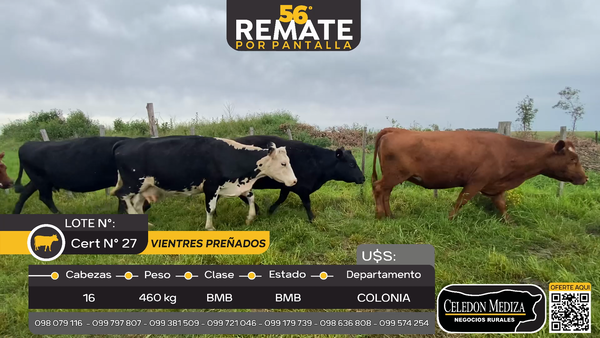 Lote 16 Vientres Preñados en Riachuelo, Colonia