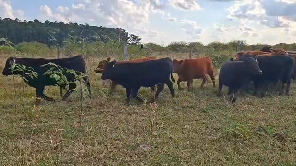 Lote TERNEROS/AS