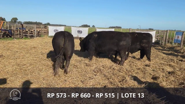 Lote TOROS PUROS POR CRUZA