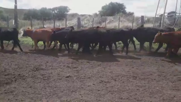 Lote 69 TERNS MACHOS Y HEMBRAS, TANDIL, PCIA. DE BS. AS.