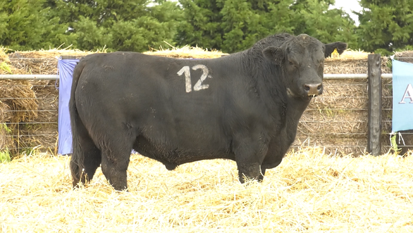 21 - 4010N* — TOROS ANGUS PURO CONTROLADO