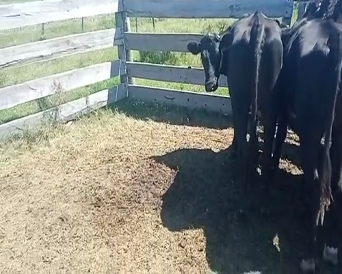 Lote (Vendido)5 Vaquillonas 1 a 2 años ANGUS Y CRUZA 250kg -  en CARRETA QUEMADA