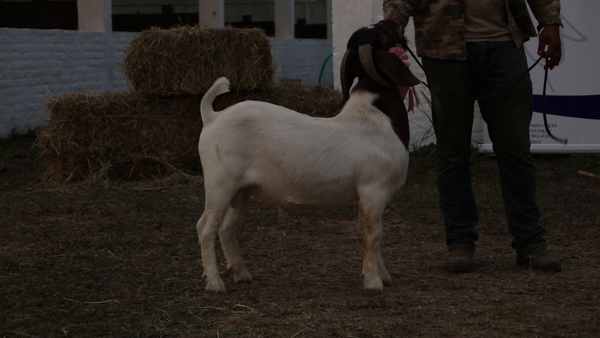 Lote Lote 41 - Caprinos