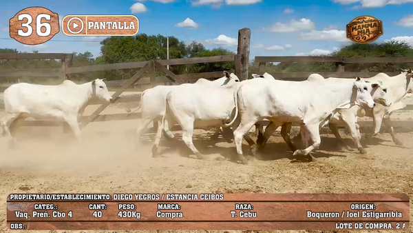 Lote LOTE 36 - POR PANTALLA