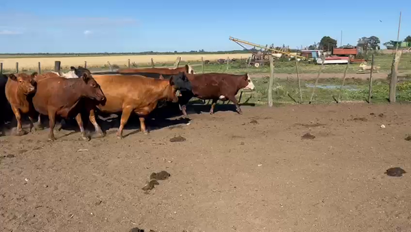 22 Vacas medio uso C/ gtia de preñez en Entre Ríos, Perdices