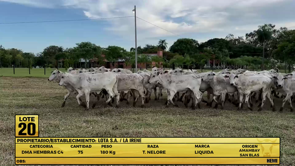 Lote LOTE 20