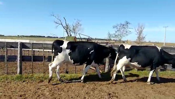 Lote Vaquillonas Preñadas - Agropecuaria Don Roque