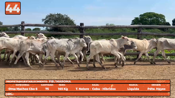 Lote LOTE 44
