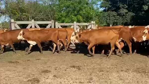 Lote 110 Vaquillonas P/ entorar en Ituzaingó, Corrientes