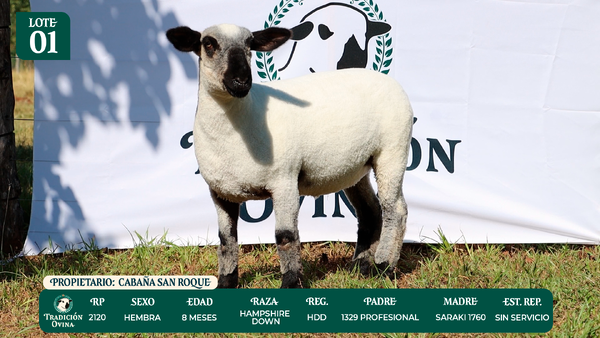 Lote LOTE 1