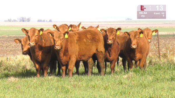 Lote VAQUILLONAS  ANGUS COLORADAS PURAS CONTROLADAS  PARA SERVICIO