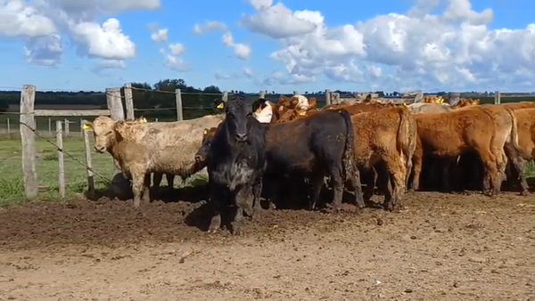 Lote 23 Terneros CRUZAS/ ANGUS 270kg -  en BARRACAS COLORADAS