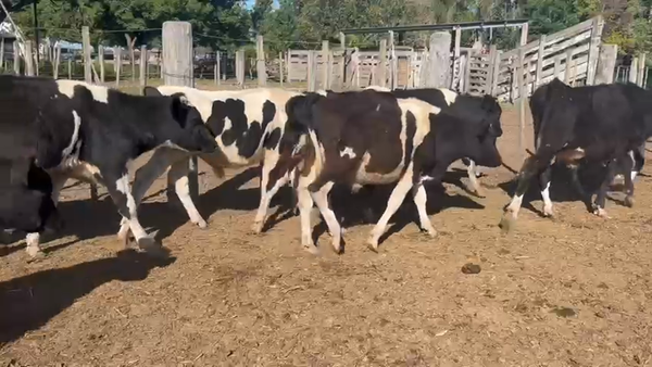 Lote 28 Novillitos Holando Argentino en Villa Trinidad, Santa Fe
