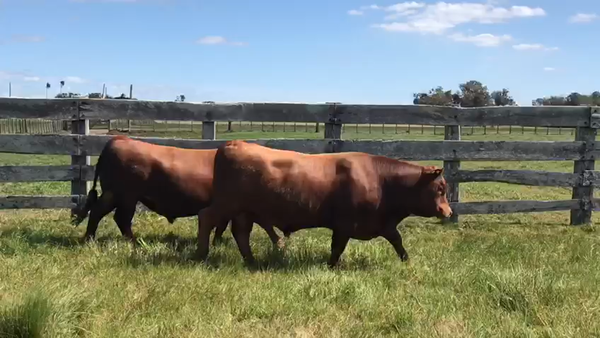 Lote Red Angus -Estancia Mariscala