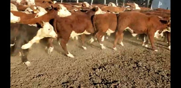 Lote 65 Terneros en Entre Ríos, Villaguay