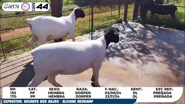 Lote LOTE 44
