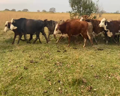 Lote 50 Vacas CUT preñadas en Ituzaingó, Corrientes