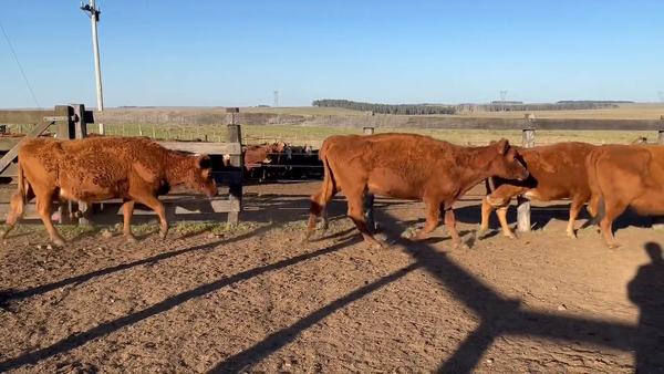 Lote Vacas Preñadas
