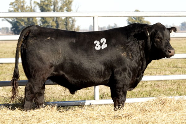 32 — TOROS ANGUS PUROS CONTROLADOS