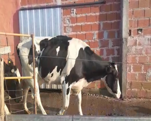 Lote VAQUILLONAS Y VACAS EN PRODUCCION