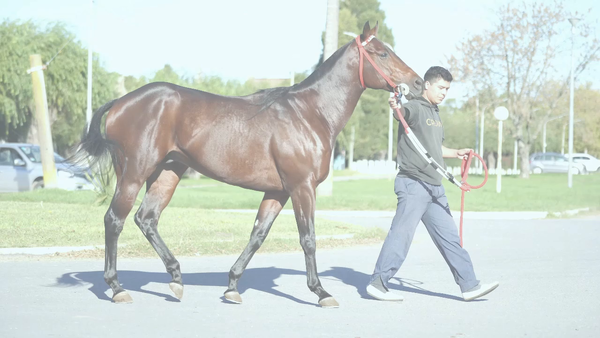 Lote GAUCHO EL GALAN (GALAN DE CINE -  GAUCHA LINDA)  Ganador de 3 carreras ( 1 OFICIAL y 2 EXTRAOFICIAL)