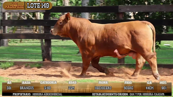 Lote LOTE 149