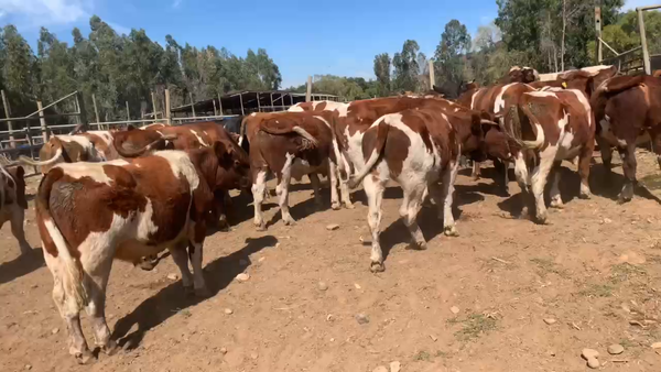 Lote 30 Novillo Engorda en San Clemente, VII  Región Maule