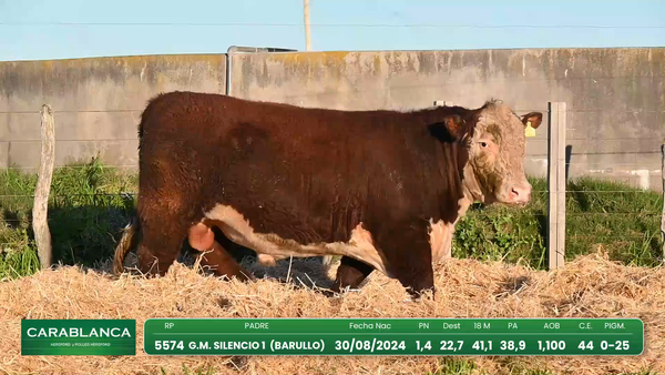 Lote Hereford Morixe