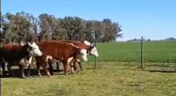 Lote VAQUILLONAS POLLED HEREFORD PURAS REGISTRADAS