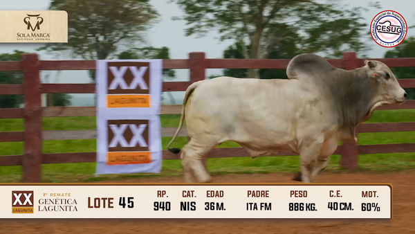 Lote Lote 45