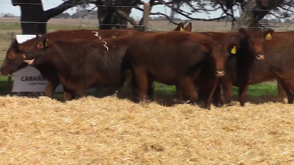 Lote Vaquillonas Coloradas Preñadas