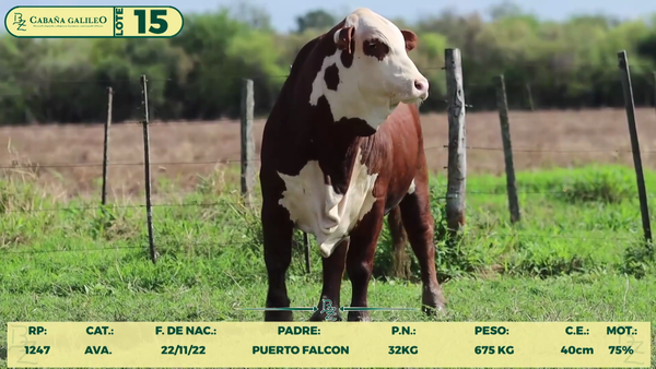 Lote LOTE 15