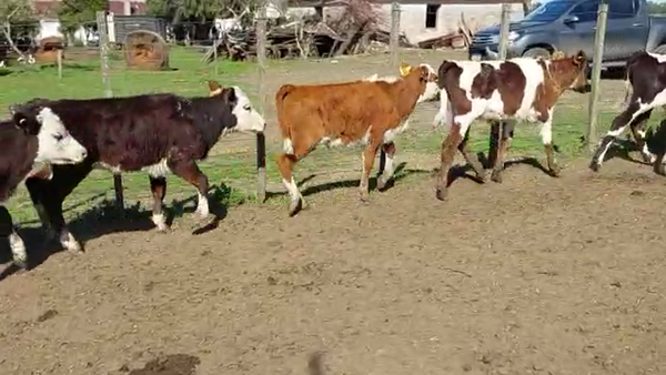 Lote 6 Terneros y Terneras CRUZAS 90kg - , San José