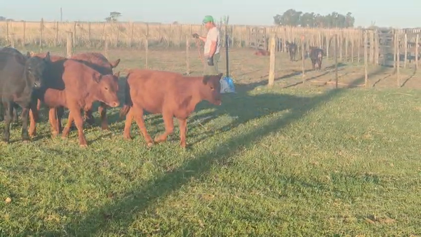 Lote 70 Terneros/as en Gral. Alvear